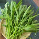 Jiemei New Green Willow Leaf Water Spinach Seeds, 500g