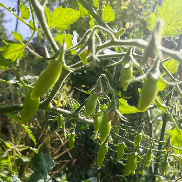 Sweet Bubble F5 Tomato, 5 Seeds