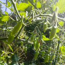 Sweet Bubble F5 Tomato, 5 Seeds