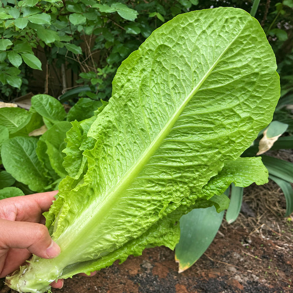 W1360 Green Peacock Lettuce, 5 Grams ≈ 1000 Seeds
