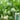 Xin Meiyu F1 Melon Seeds, 10g