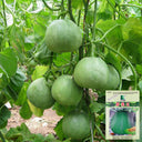 Xin Meiyu F1 Melon Seeds, 10g