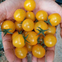 ‘Yellow Millennium’ Cherry Tomato Seeds, 50 Seeeds
