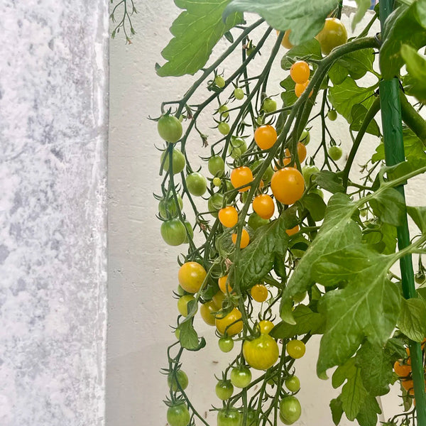 Mille Fleurs Tomato Seeds, 5 Seeds