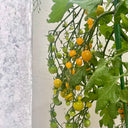 Mille Fleurs Tomato Seeds, 5 Seeds