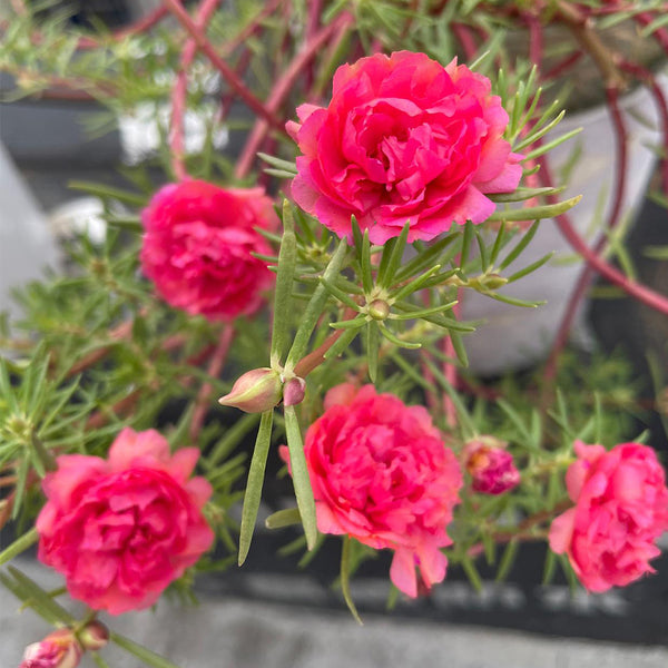 Hezhichun Red Moss-Rose Purslane Seeds, 1g