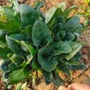Spring-Autumn Large-Leaf Spinach Seeds, 20g