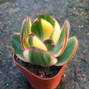 Crassula Ovata Variegated 6.0, 1pc x 1-head