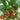 793 Dwarf Round Robin Tomato, 5 Seeds