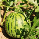Linglong Yellow Watermelon, 20 Seeds