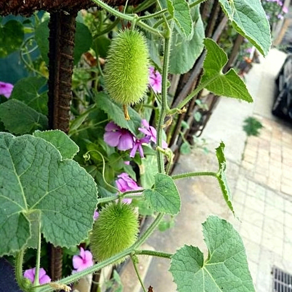 Little Hedgehog Cucumber Seeds, 0.5g