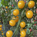 'First Love' Golden Cherry Tomato Seeds, 20 Seeds