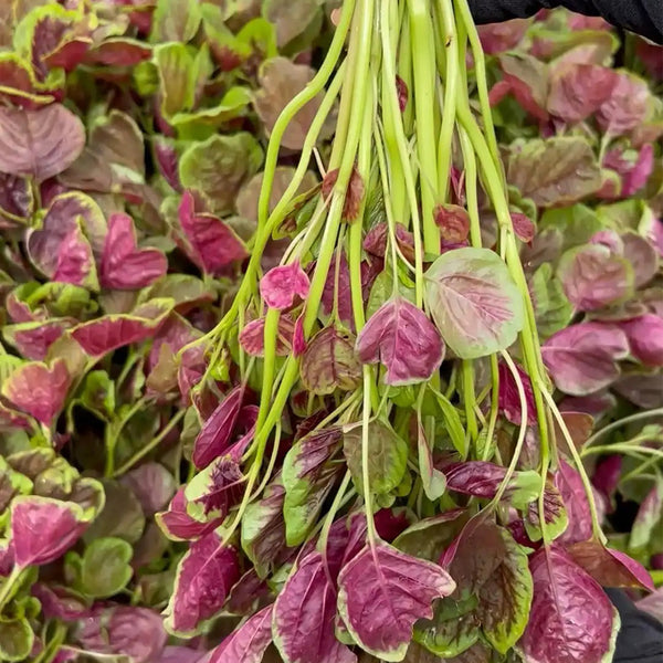 Red-Green Round-leaf Amaranth Seeds, 5g