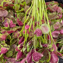 Red-Green Round-leaf Amaranth Seeds, 5g