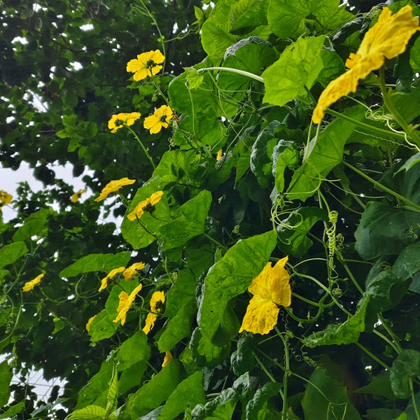 Spring-Autumn 915 Luffa Seeds, 10g