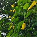 Spring-Autumn 915 Luffa Seeds, 10g