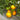 726 Marbury Pineapple Tomato, 5 Seeds