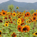 HEL10 Mixed Color Sunflower, 50 Seeds