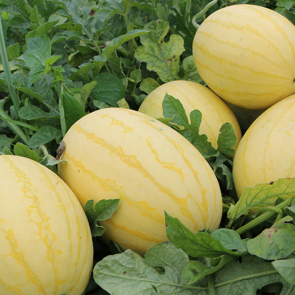 'Golden No.3' Watermelon Hybrid, 10 Seeds