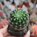 Echinopsis Hybrid 'Heijingang', 3-4cm