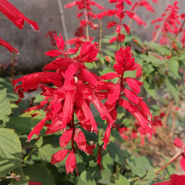 Scarlet Sage Seeds (Salvia splendens), Pack of 100
