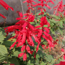 Scarlet Sage Seeds (Salvia splendens), Pack of 100