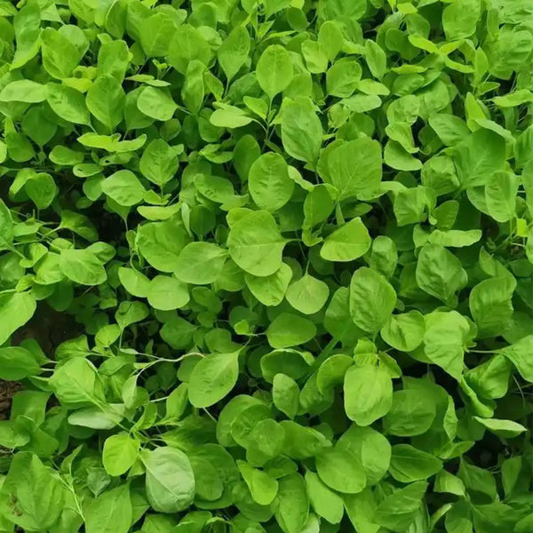 'Alishan' White Amaranth Seeds, 10g