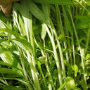 'JieMei' White-Stemmed Water Spinach Seeds, 20g