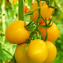 Super Sweet Yellow Peach Fruit Tomato, 100 Seeds