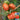 Horseshoe Large Tomato Seeds