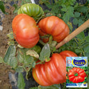 Horseshoe Large Tomato Seeds