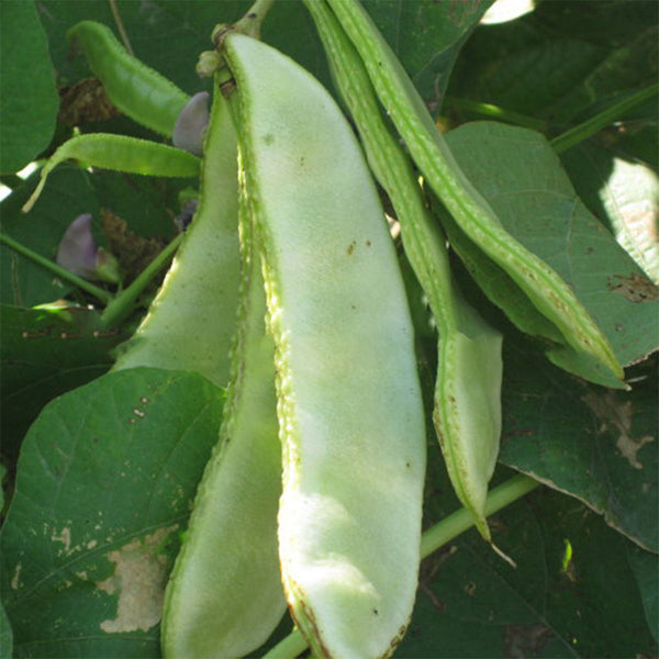 Red-flowered Hyacinth Bean Seeds, 10g
