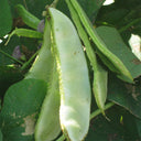 Red-flowered Hyacinth Bean Seeds, 10g