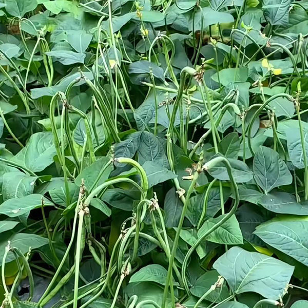 Zhengjiang Dwarf Bush Yardlong Bean Seeds, 30 Grams ≈ 180 Seeds