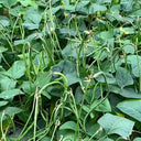 Zhengjiang Dwarf Bush Yardlong Bean Seeds, 30 Grams ≈ 180 Seeds
