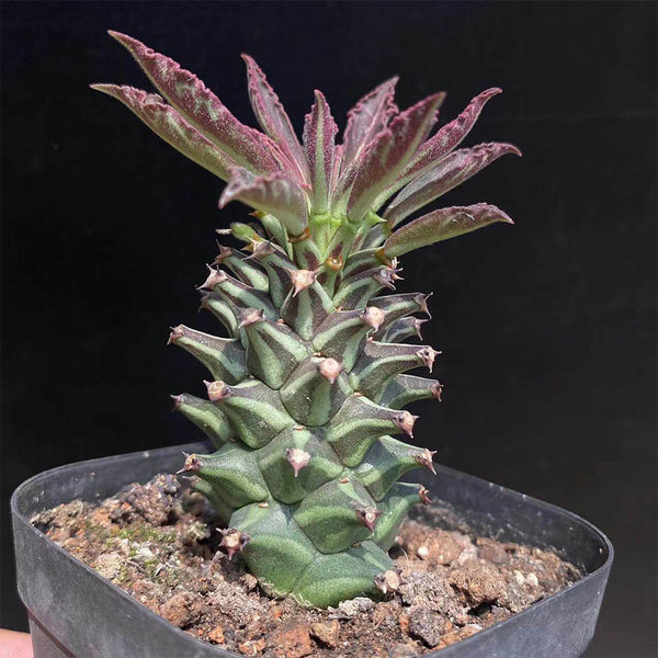Monadenium schubei 