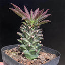 Monadenium schubei "Tanzania Red", 4-5cm