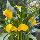 'Dana' Calla Lily, 18/20cm Circumference, 1 Bulb