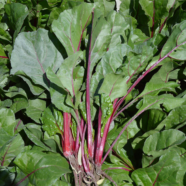 Red-stemmed Spinach Seeds, 10g