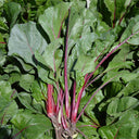 Red-stemmed Spinach Seeds, 10g