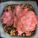Echeveria cv. 'Red Queen', 3pcs x 1-head