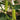 Zhongnong Cuiyu No. 2 Cucumber Seeds, 10g