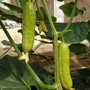 Zhongnong Cuiyu No. 2 Cucumber Seeds, 10g