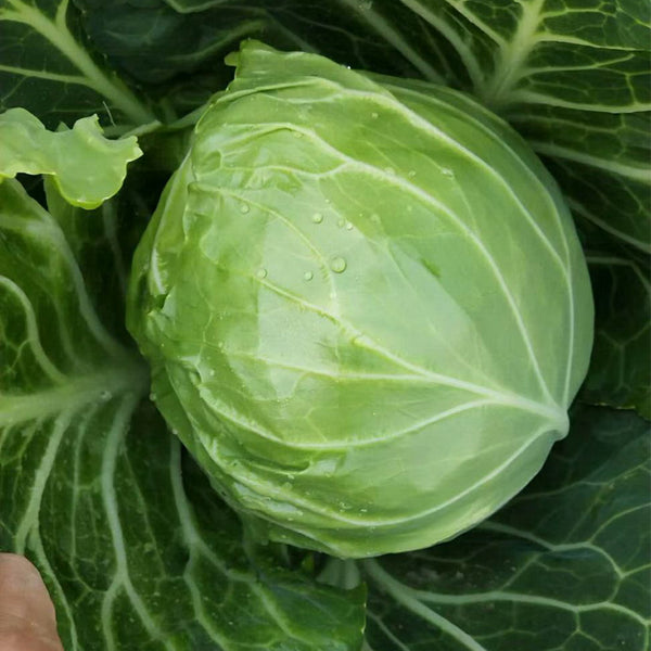 'Xingyou' Fruit Cabbage, 500 Seeds