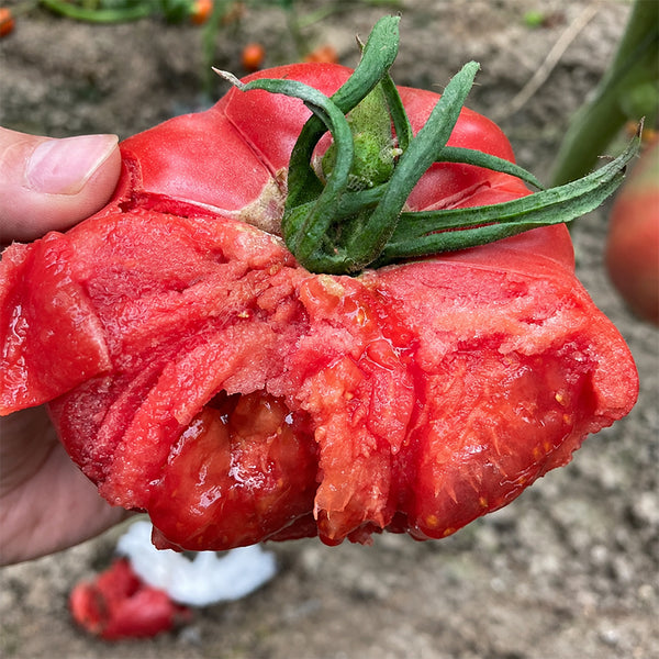 U2614 Giant Pink Beefsteak Tomato, 10 Seeds