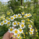 Cut Flower Chamomile, 1g