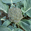 Broccoli Seeds, 50 Grams ≈ 13000~16500 Seeds