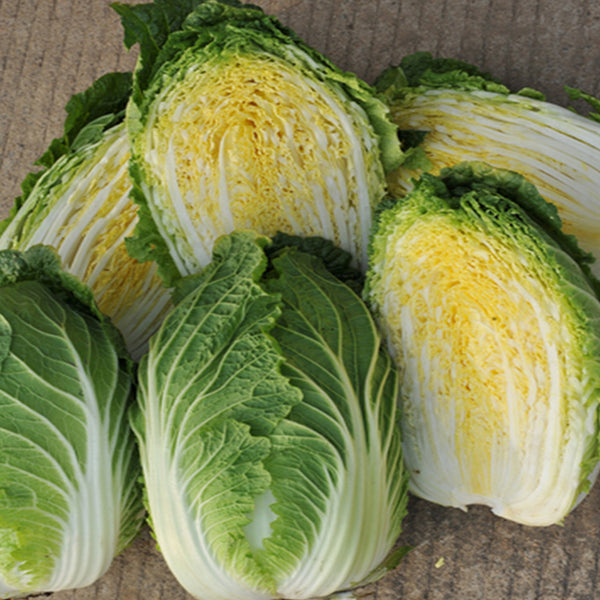 Golden Phoenix Chinese Cabbage Seeds, 5 × 4g Bags