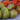 915 Moldovan Fairy Tale Tomato, 5 Seeds