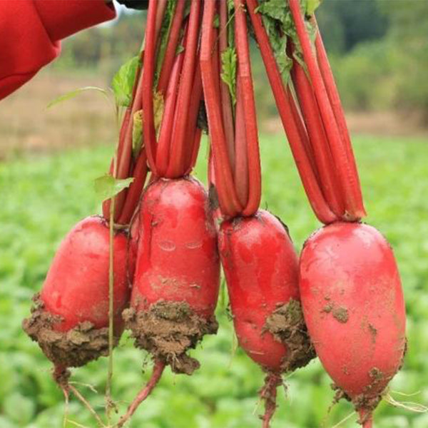 'Guanhong No.3' Radish Seeds, 20g
